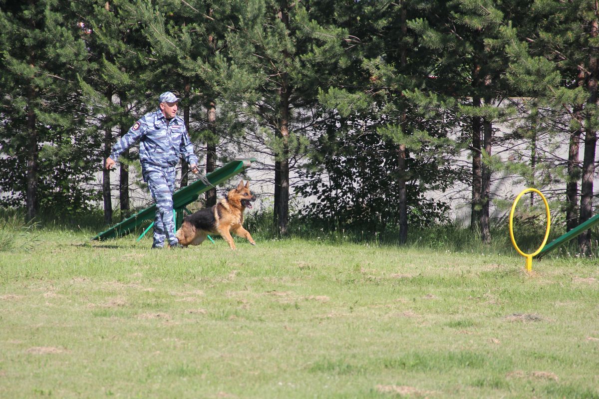 В Набережных Челнах собаки помогают полицейским раскрывать преступления 